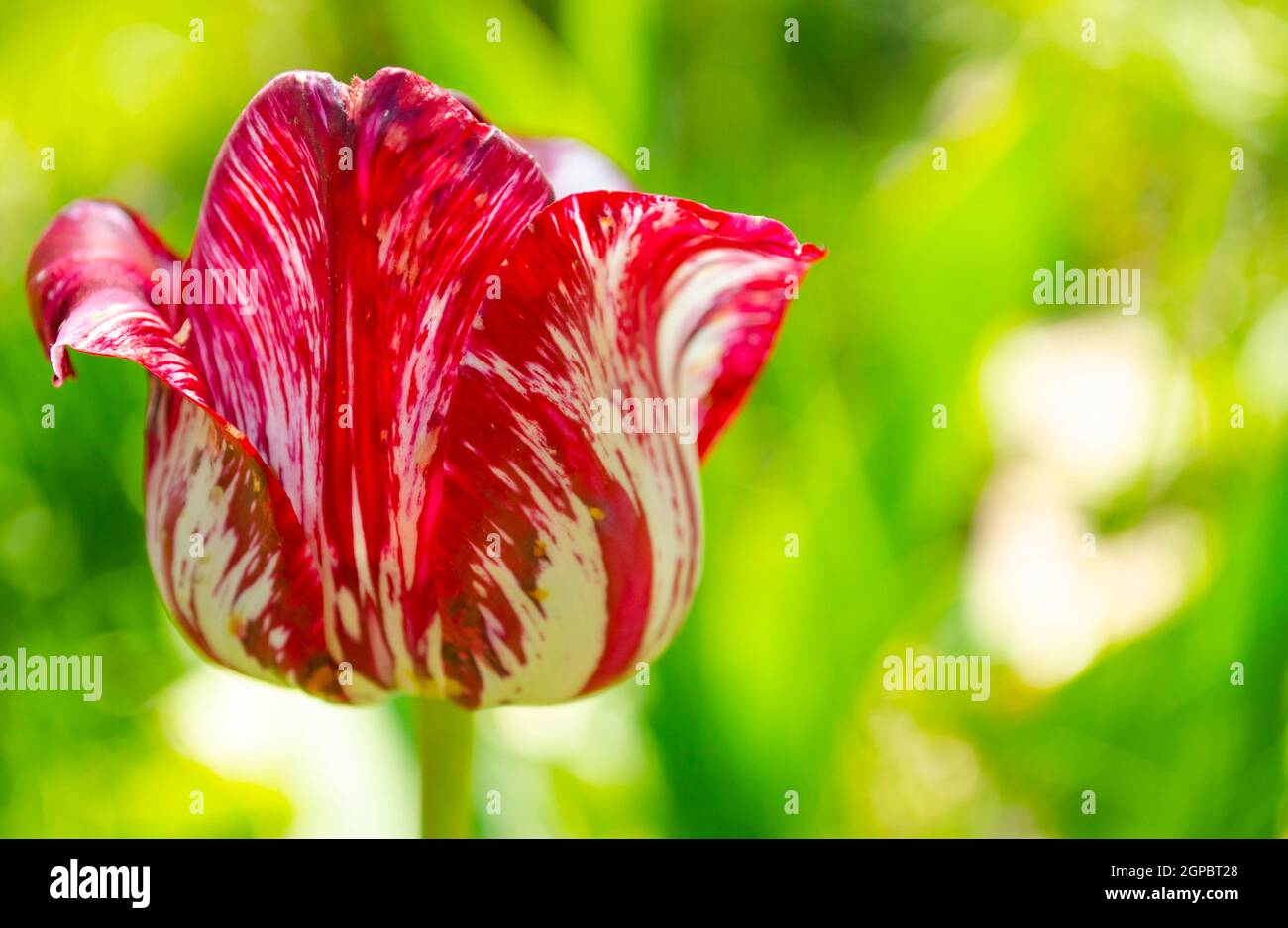Weiße und gelbe Tulpe Zomerschoon auf einem verschwommenen grünen Hintergrund. Ungewöhnliche Textur von Blütenblättern. Geeignete Kulisse für einen Gruß. Stockfoto