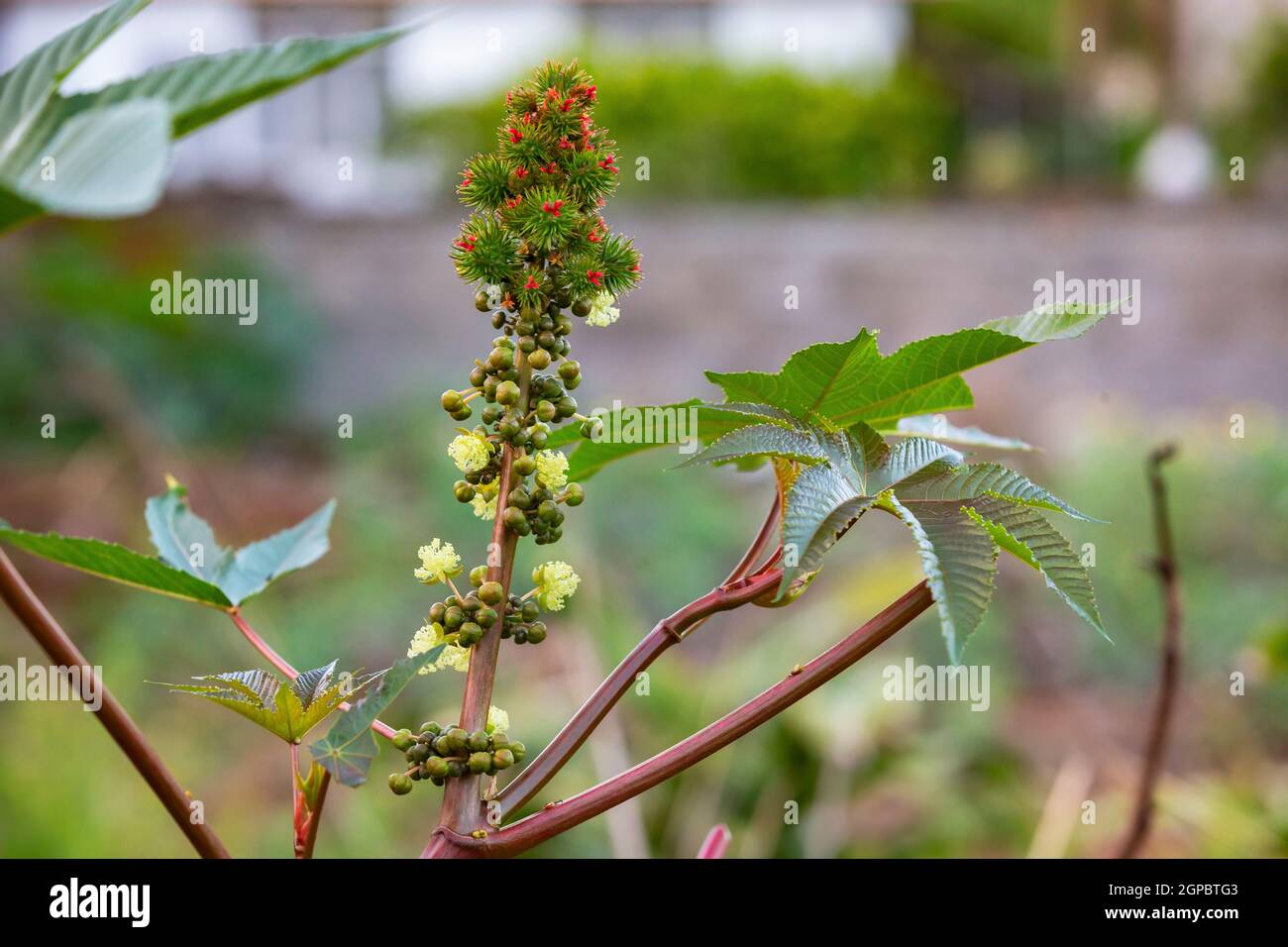 Castor (Ricinus communis) Ölpflanze, giftige Pflanze, Heilpflanze in Mauritius, Ostafrika Stockfoto