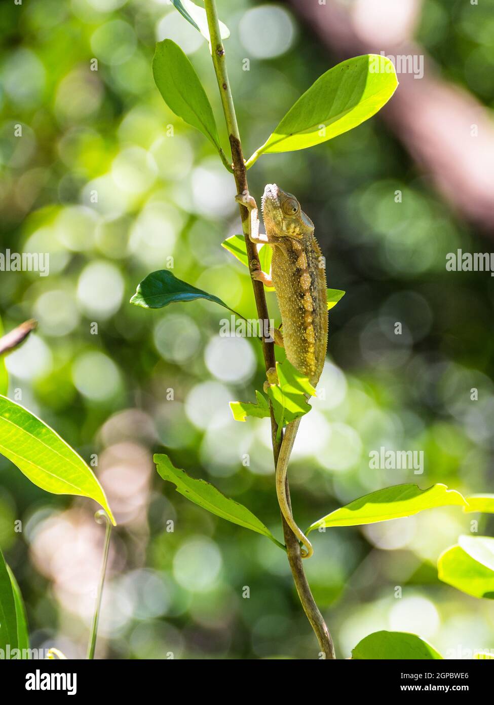 Chamäleon auf einem Ast in Madagaskar Stockfoto