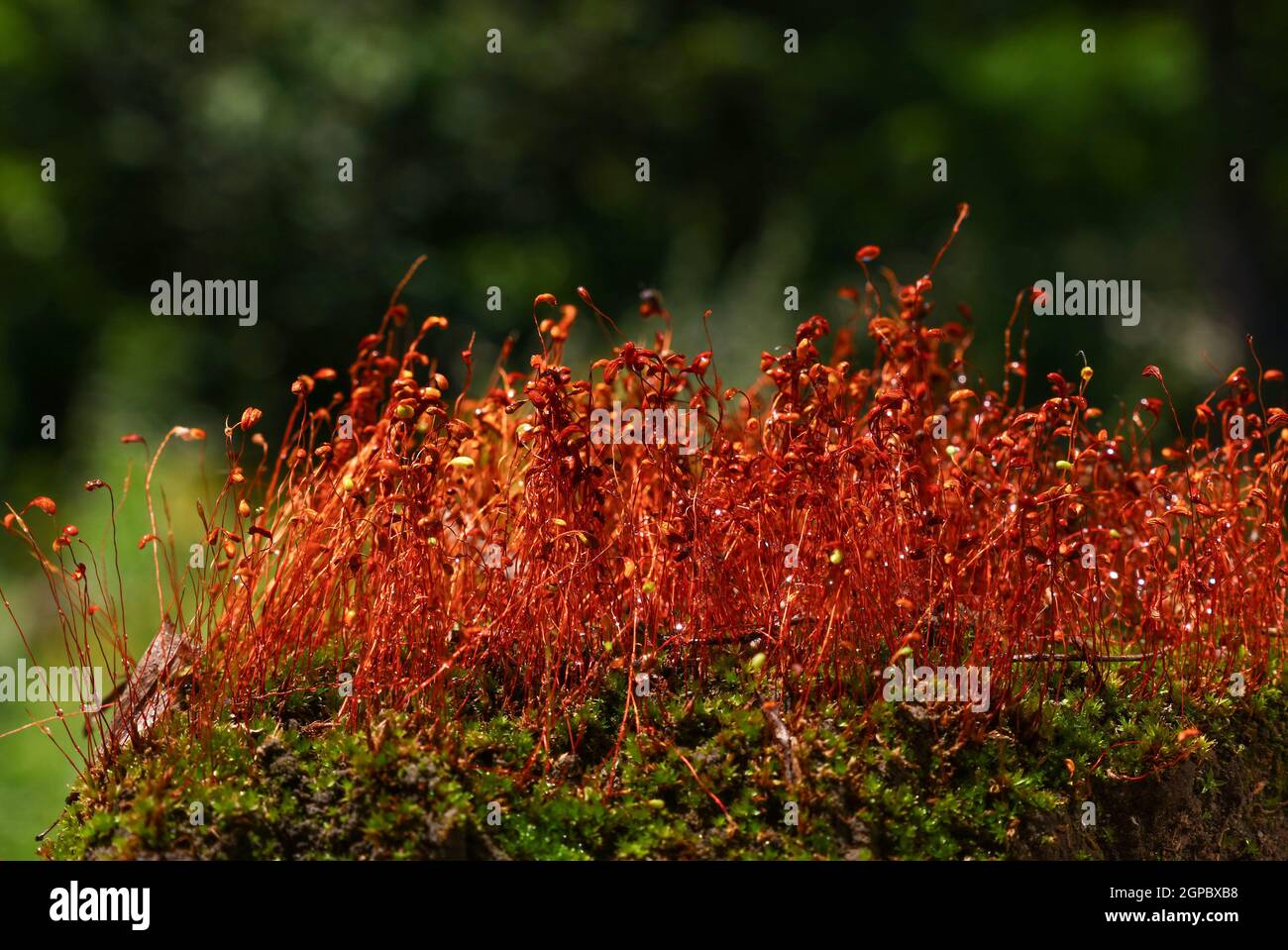 Close up Common haircap Moss (Polytrichum commune) braune Stiele und Kapseln mit Wasser nach dem Regen, Low Angle View Stockfoto
