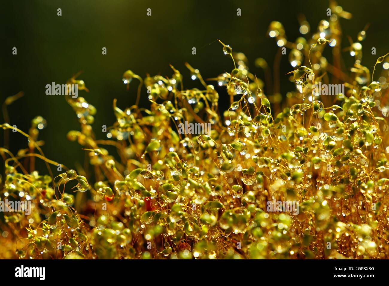 Close up Common haircap Moss (Polytrichum commune) braune Stiele und Kapseln mit Wasser nach dem Regen, Low Angle View Stockfoto