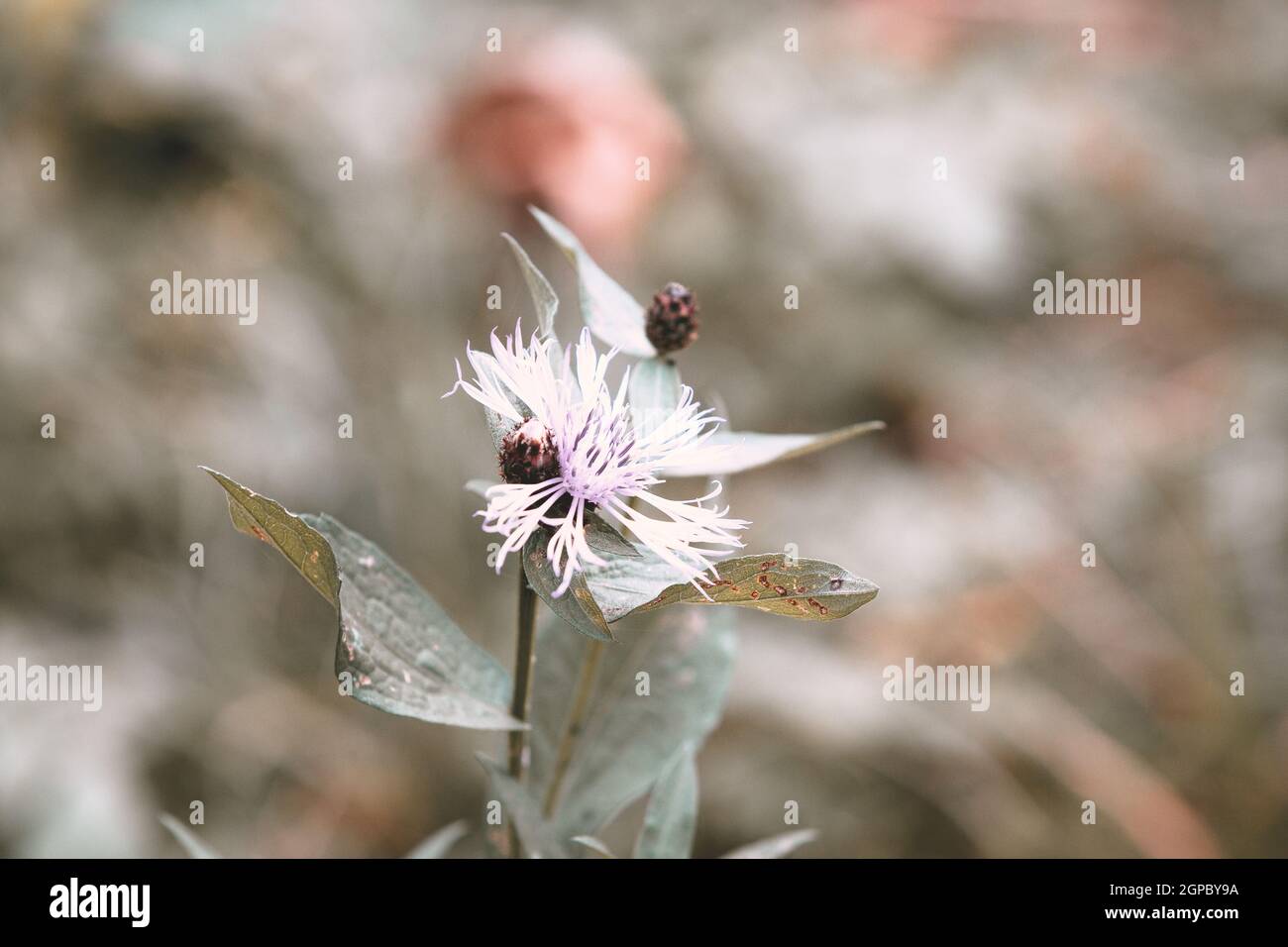 Schöne Naturansicht der Blume auf verschwommenem Herbsthintergrund im Garten mit Kopierraum. Naturlandschaft, Ökologie, frisches Tapetenkonzept Stockfoto