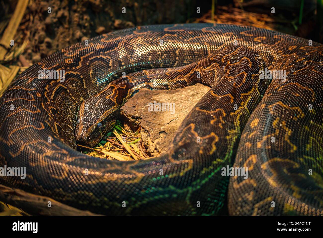 Birmanische Pythons etwa 10-16 Fuß lang Stockfoto
