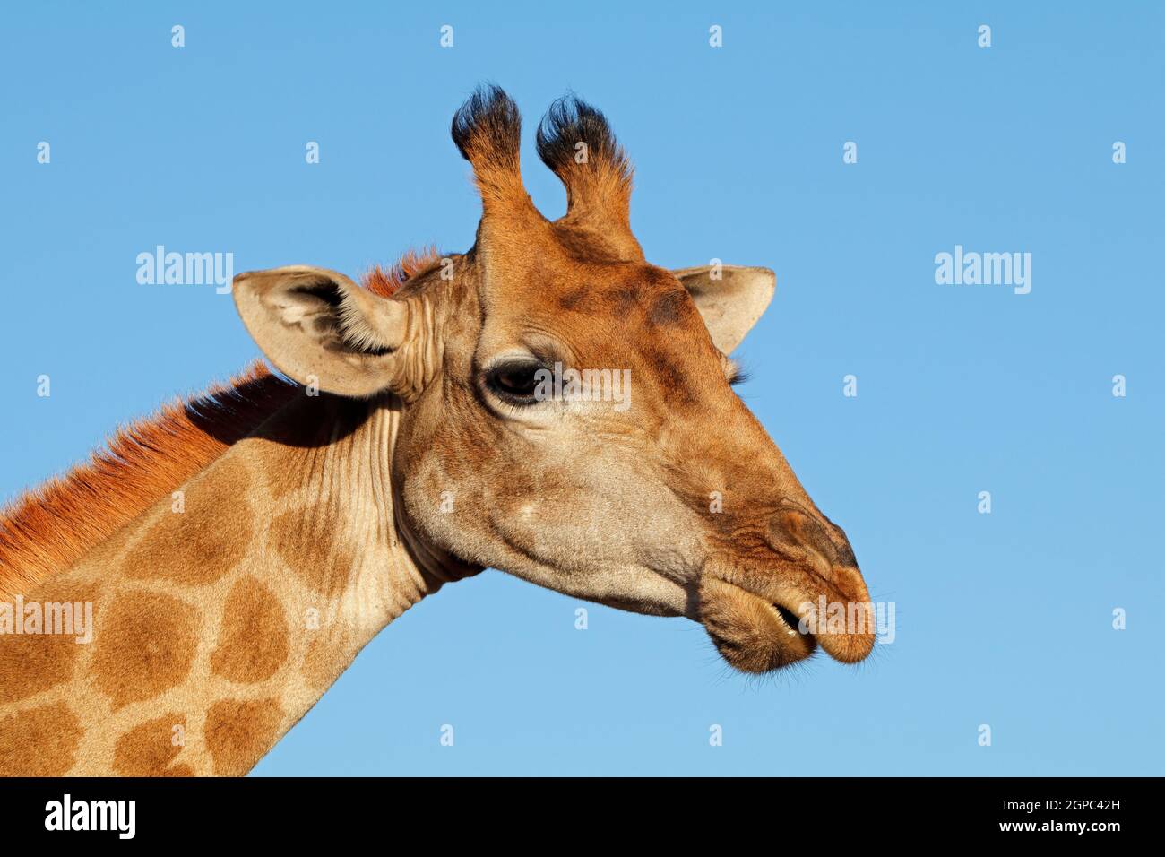 Porträt einer Giraffe (Giraffa Camelopardalis) vor blauem Himmel, Südafrika Stockfoto