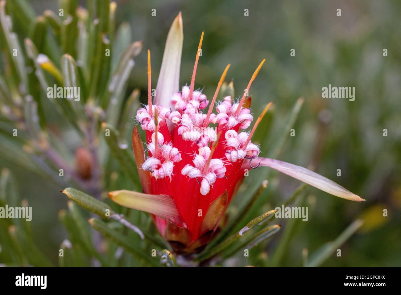 Mountain Devil oder Honey Flower Stockfoto