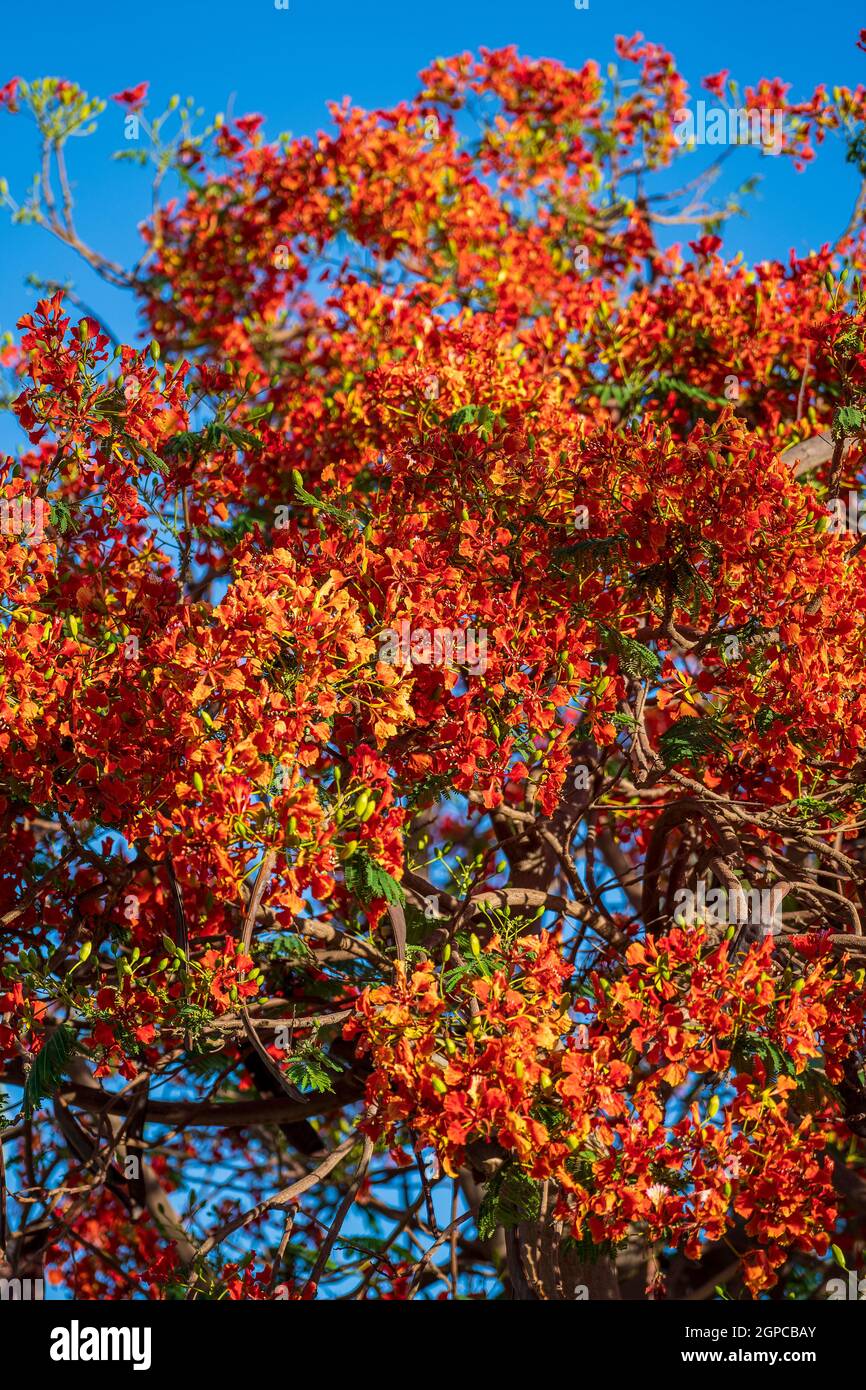 Sommer farbenfroher Baum mit roten tropischen Blumen auf blauem Himmel Hintergrund in Sharm El Sheikh, Ägypten, Afrika, Nahaufnahme. Rote Pfauenblüten oder die Flamme tr Stockfoto