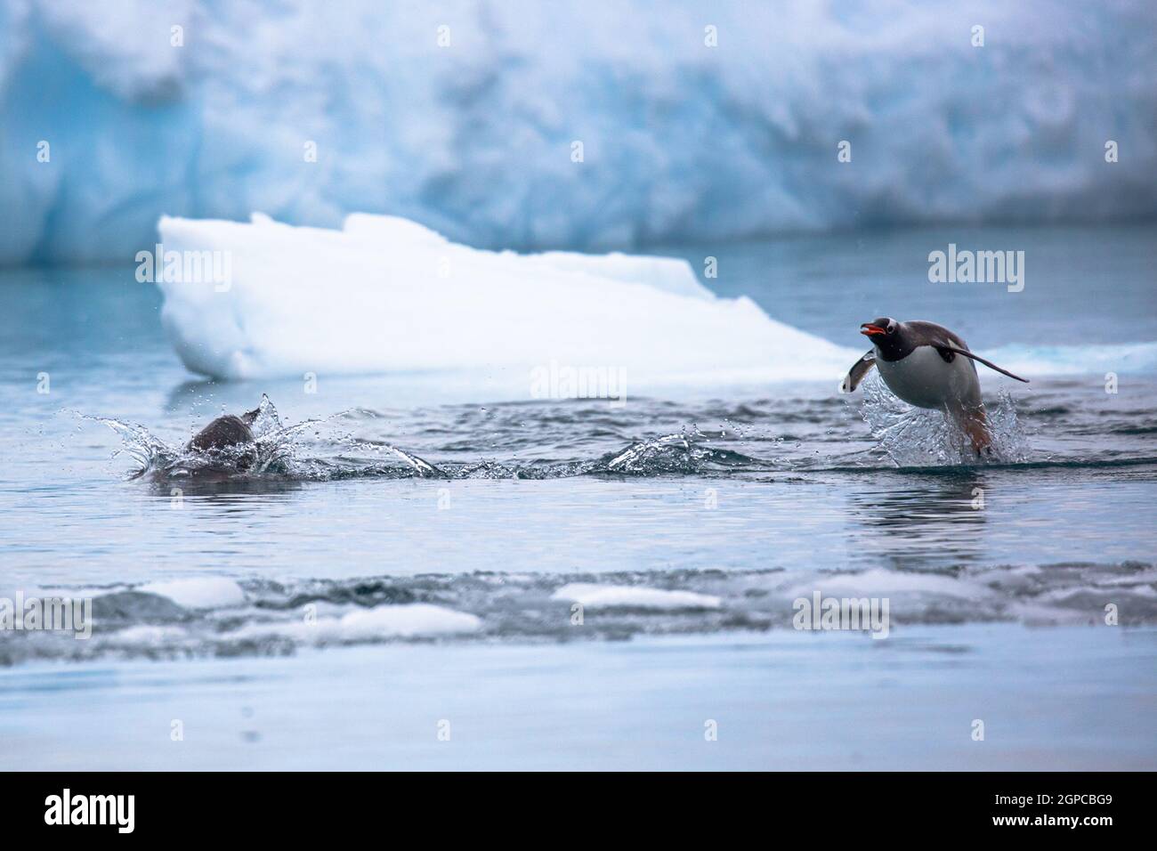 Gentoo-Pinguine (Pygoscelis papua) schwimmen und tauchen im Wasser. Stockfoto