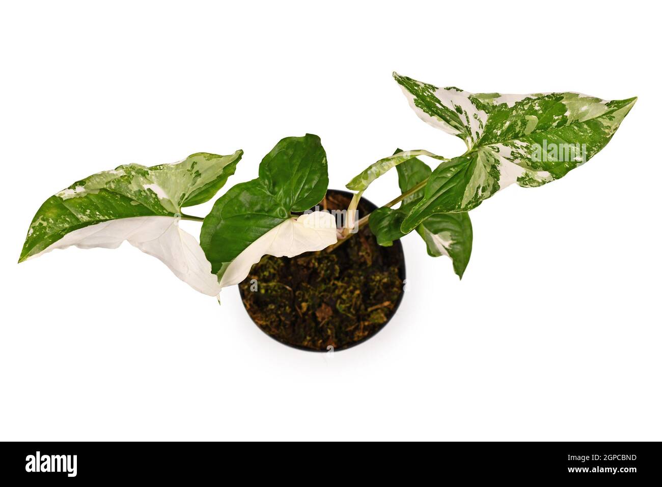 Draufsicht auf die exotische Hauspflanze „Syngonium Podophyllum Variegata“ mit weißen Flecken im Blumentopf auf weißem Hintergrund Stockfoto