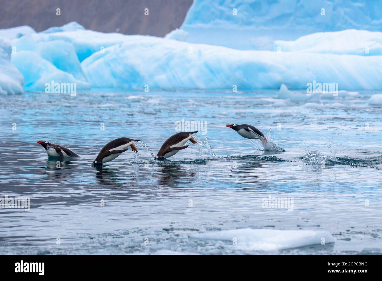 Gentoo-Pinguine (Pygoscelis papua) schwimmen und tauchen im Wasser. Stockfoto