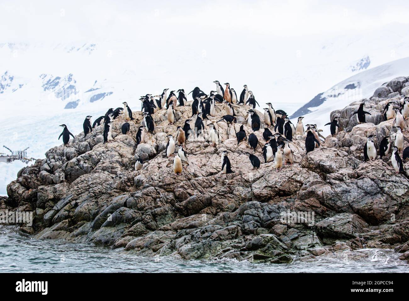 Chinstrap Pinguin Kolonie (Pygoscelis antarcticus) in der Antarktis Stockfoto