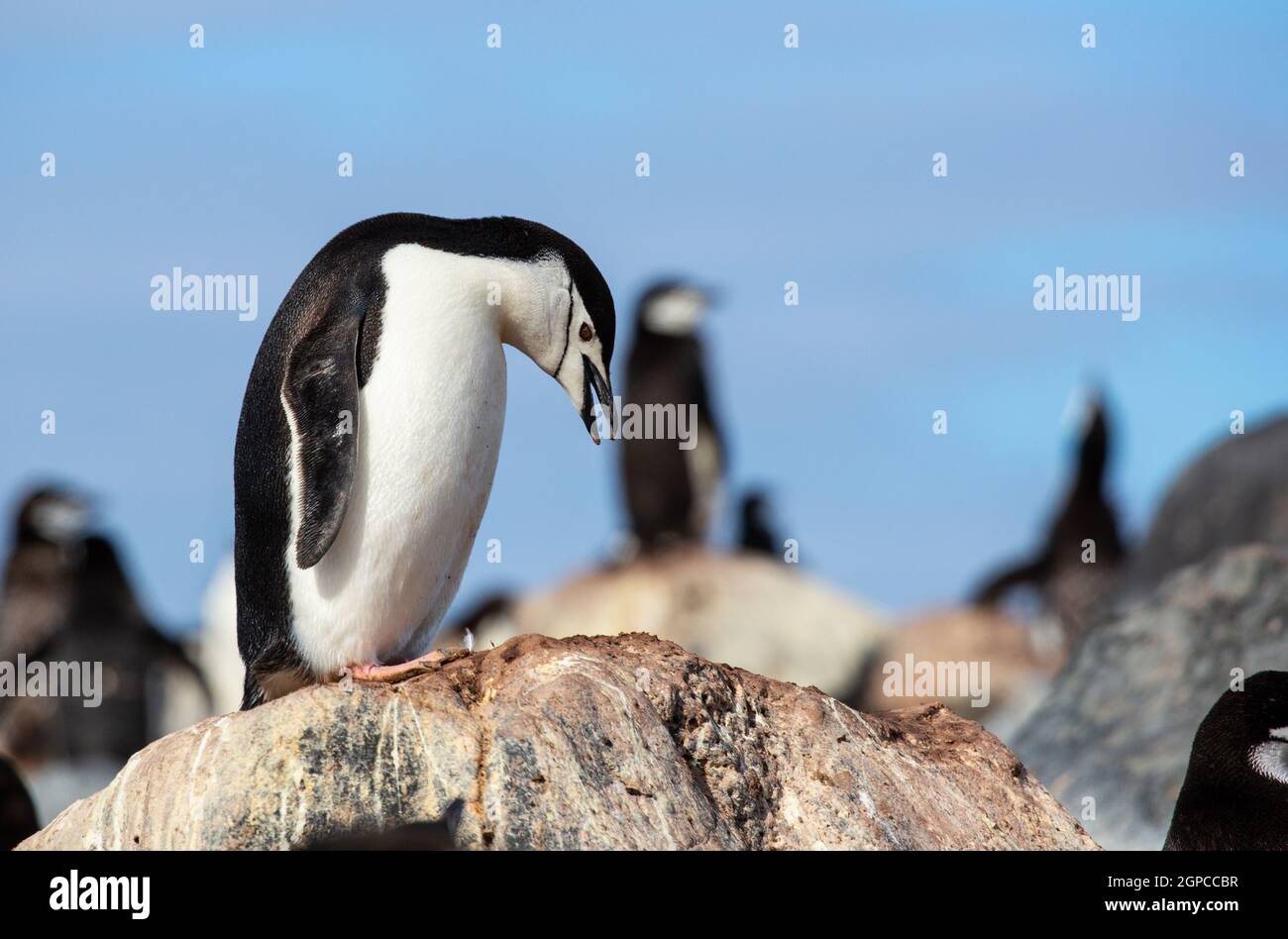 Chinstrap Pinguin (Pygoscelis antarcticus) in der Antarktis Stockfoto