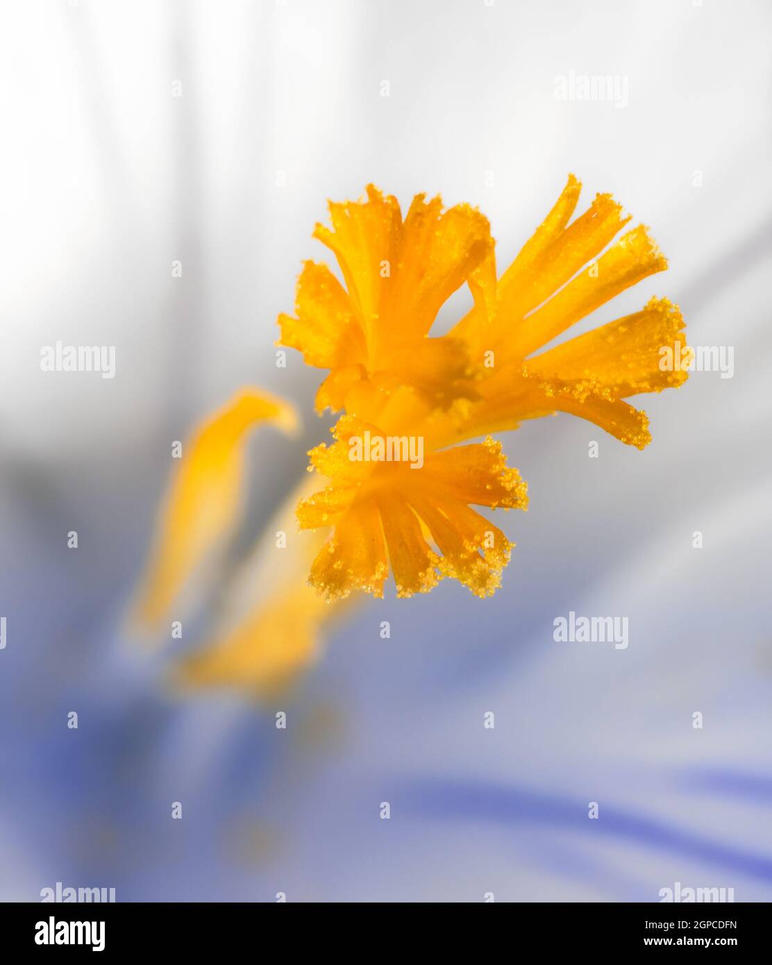 Stempel einer weißen Krokusblüte Stockfoto