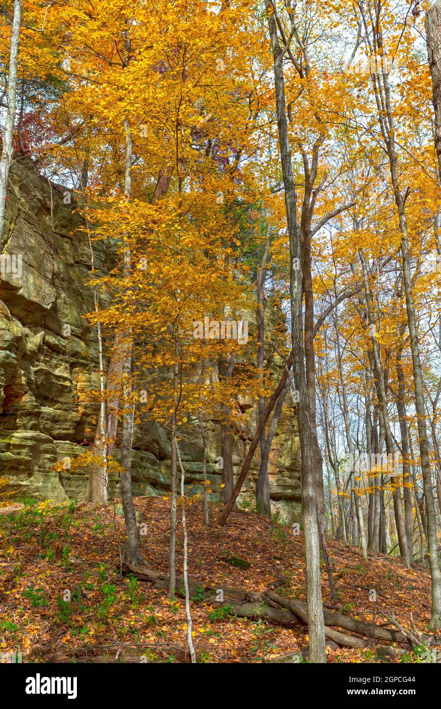 Fallen Sie Bäume in einem abgelegenen Canyon im Illinois Canyon in Hungered Rock State Park in Illinois Stockfoto