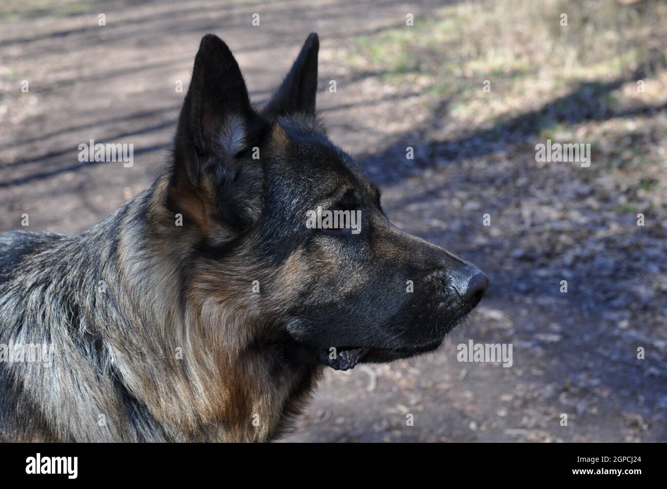 deutscher schäferhund Detailaufnahme Outdoor Portrait Stockfoto