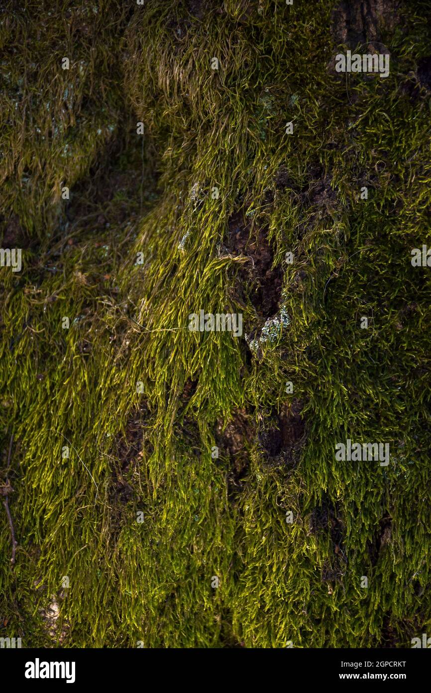 Natur Textur von grünem Moos auf dem Baum Stockfoto
