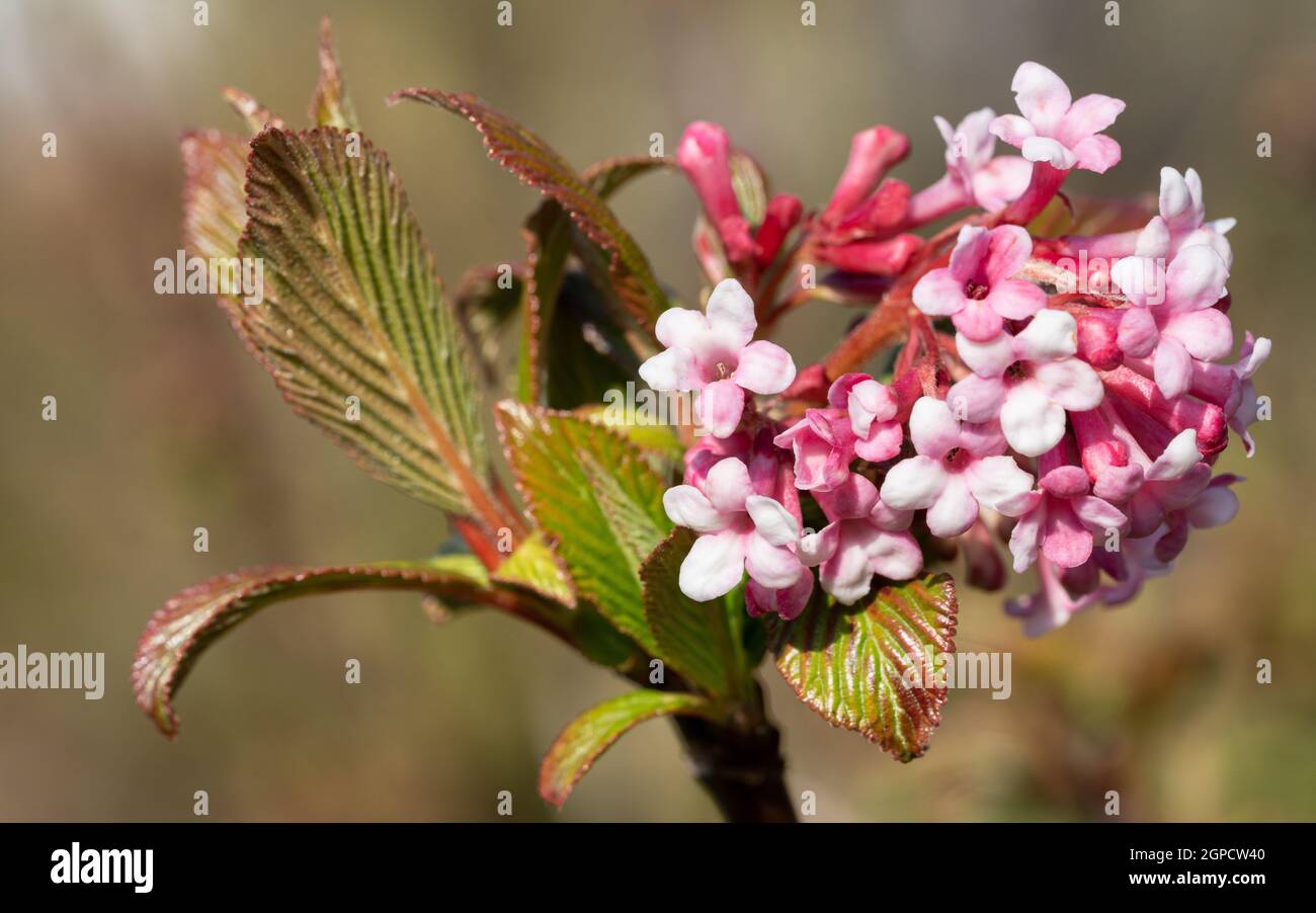 Viburnum (Viburnum farreri), Blumen der Gärten Stockfoto