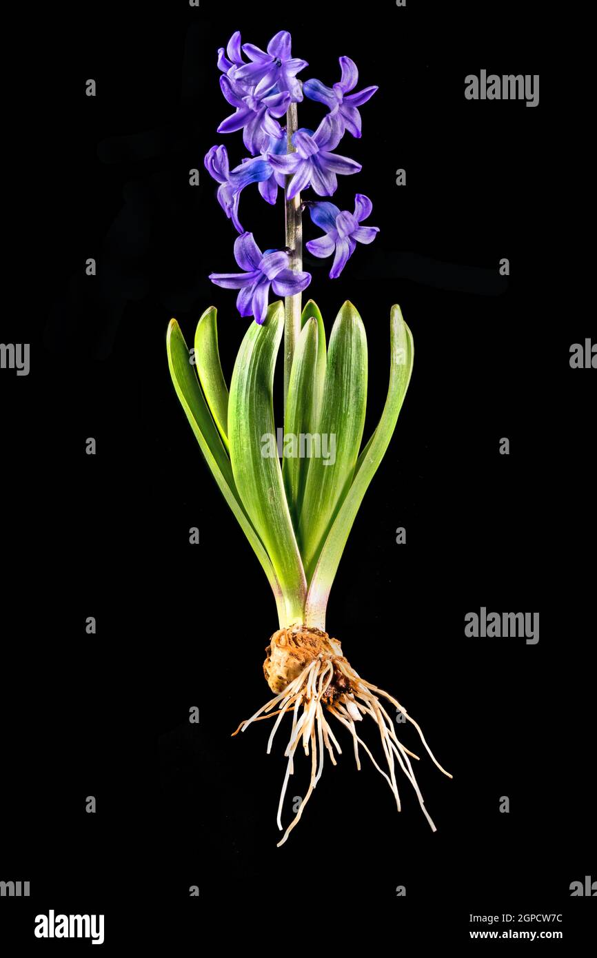 Blaue Hyazinthe mit Zwiebel, Blättern und Blüten isoliert auf Schwarz Stockfoto