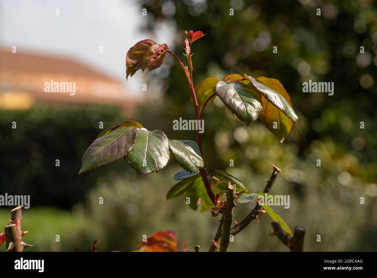 Detail der Blätter, die im Frühling der Sonne ausgesetzt sind Stockfoto