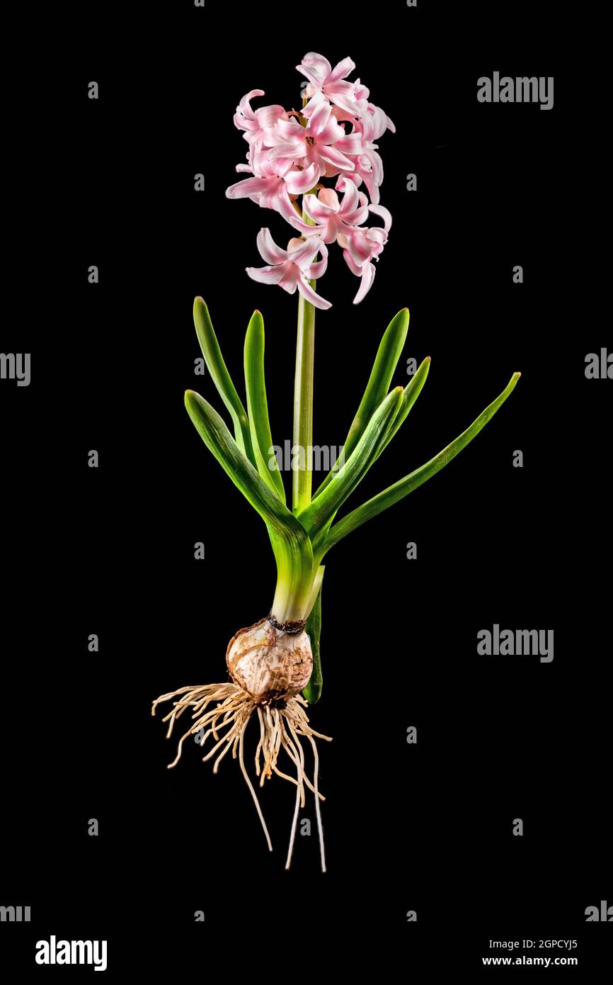 Rosa Hyazinthe mit Zwiebel, Blättern und Blüten isoliert auf schwarz Stockfoto