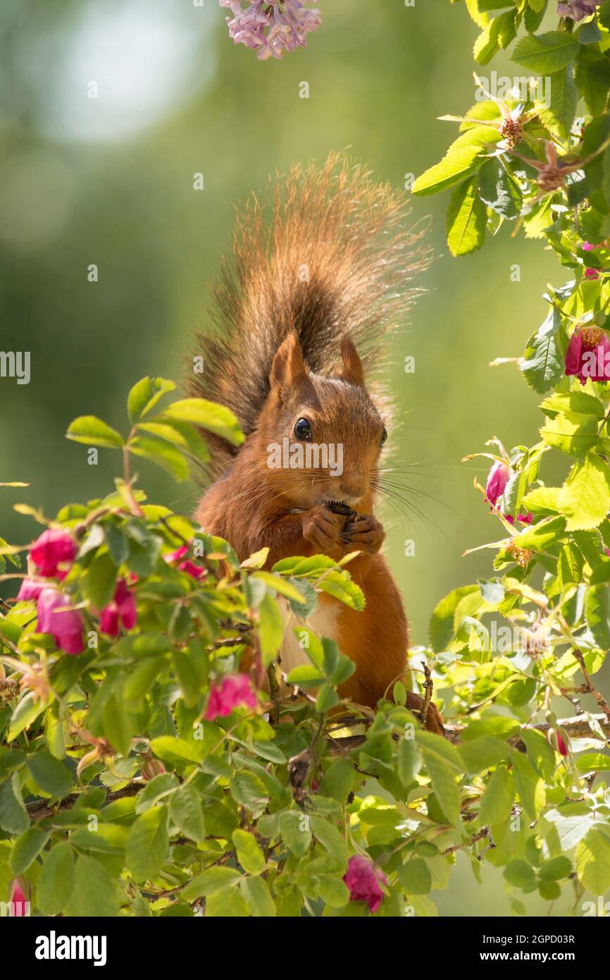 Nahaufnahme von roten Eichhörnchen stehen auf Zweigen mit Rosen mit Schweif Stockfoto