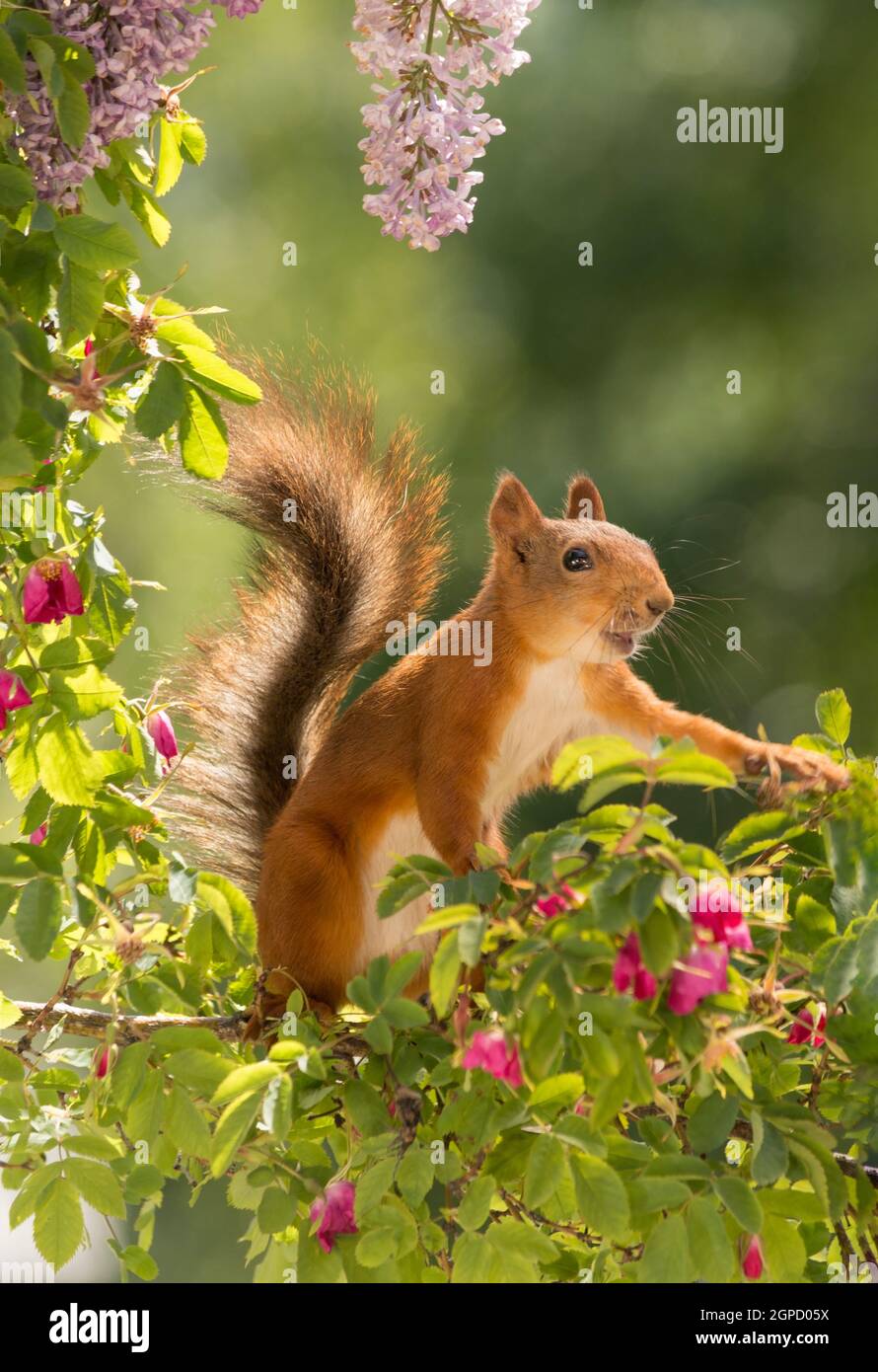 Nahaufnahme von roten Eichhörnchen stehen auf Zweigen mit Rosen mit Schweif Stockfoto