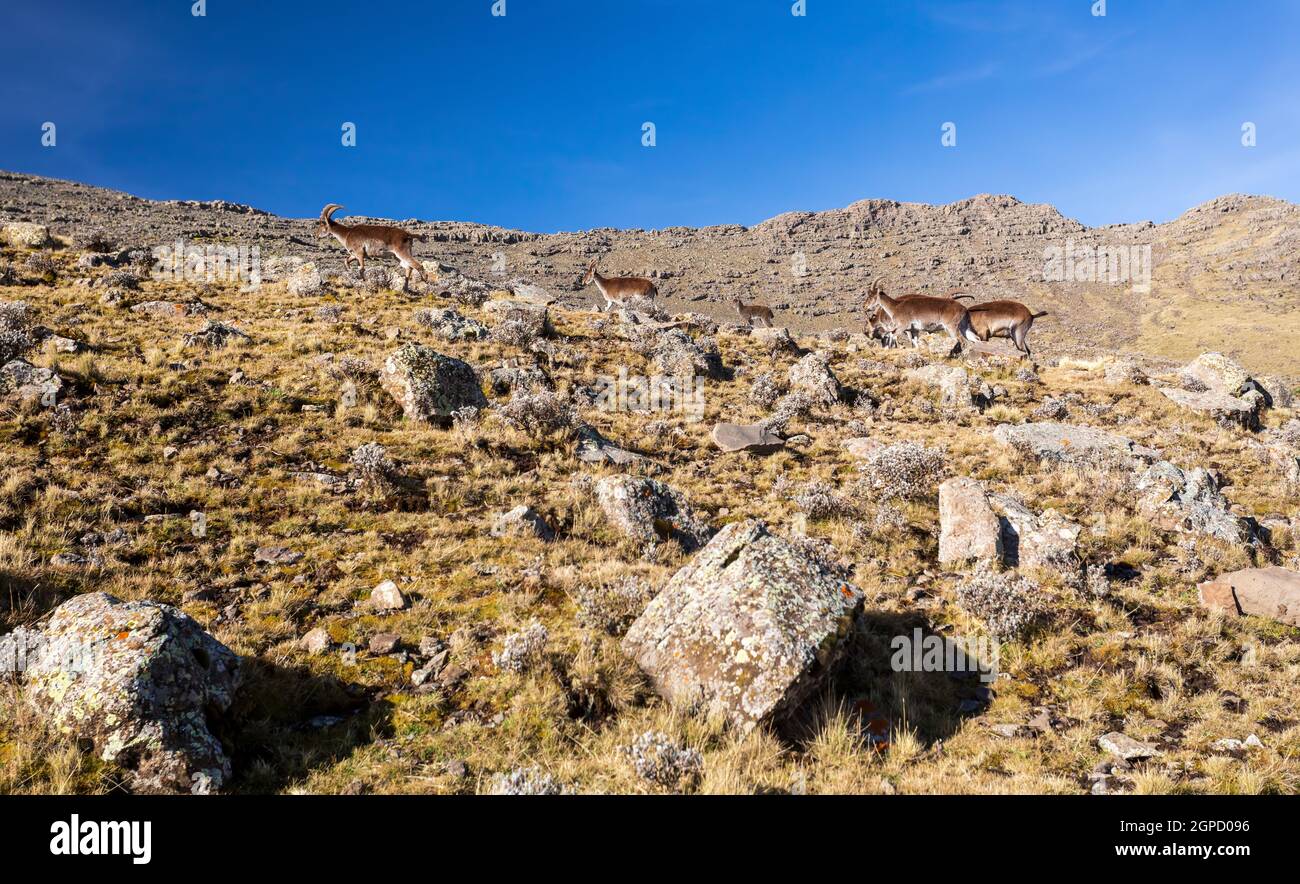 Sehr seltenen Walia Steinbock, Capra walia, einer der seltensten Steinböcke in der Welt. Nur etwa 500 Personen in Simien Mountains National Park im Norden überlebt Stockfoto