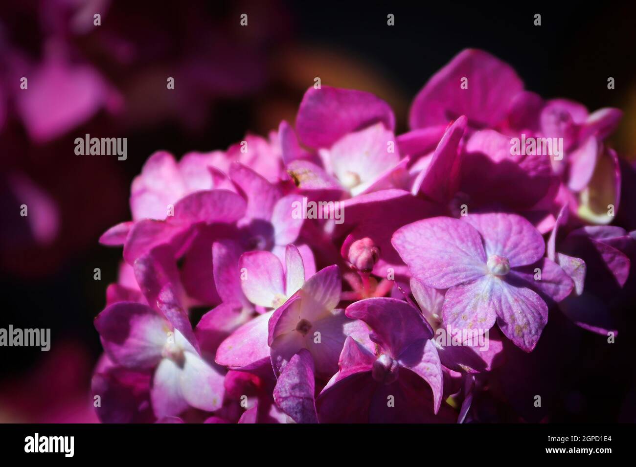 Nahaufnahme der rosa Hortensien in voller Blüte. Stockfoto