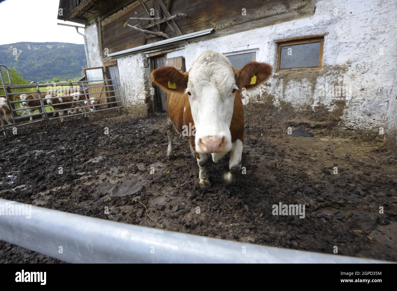 Kuh in einer offenen Scheune, Auslauf für die Ausübung der Rinder auf einem  Bauernhof Stockfotografie - Alamy