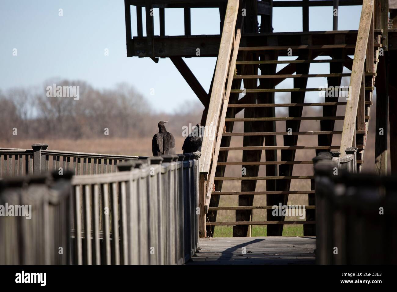 Paar schwarze Geier (Coragyps atratus) auf Geländer