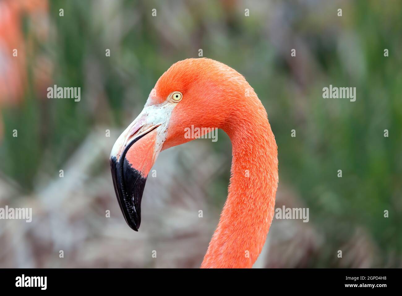 Ein karibischer Flamingo (Phoenicopterus ruber) Stockfoto