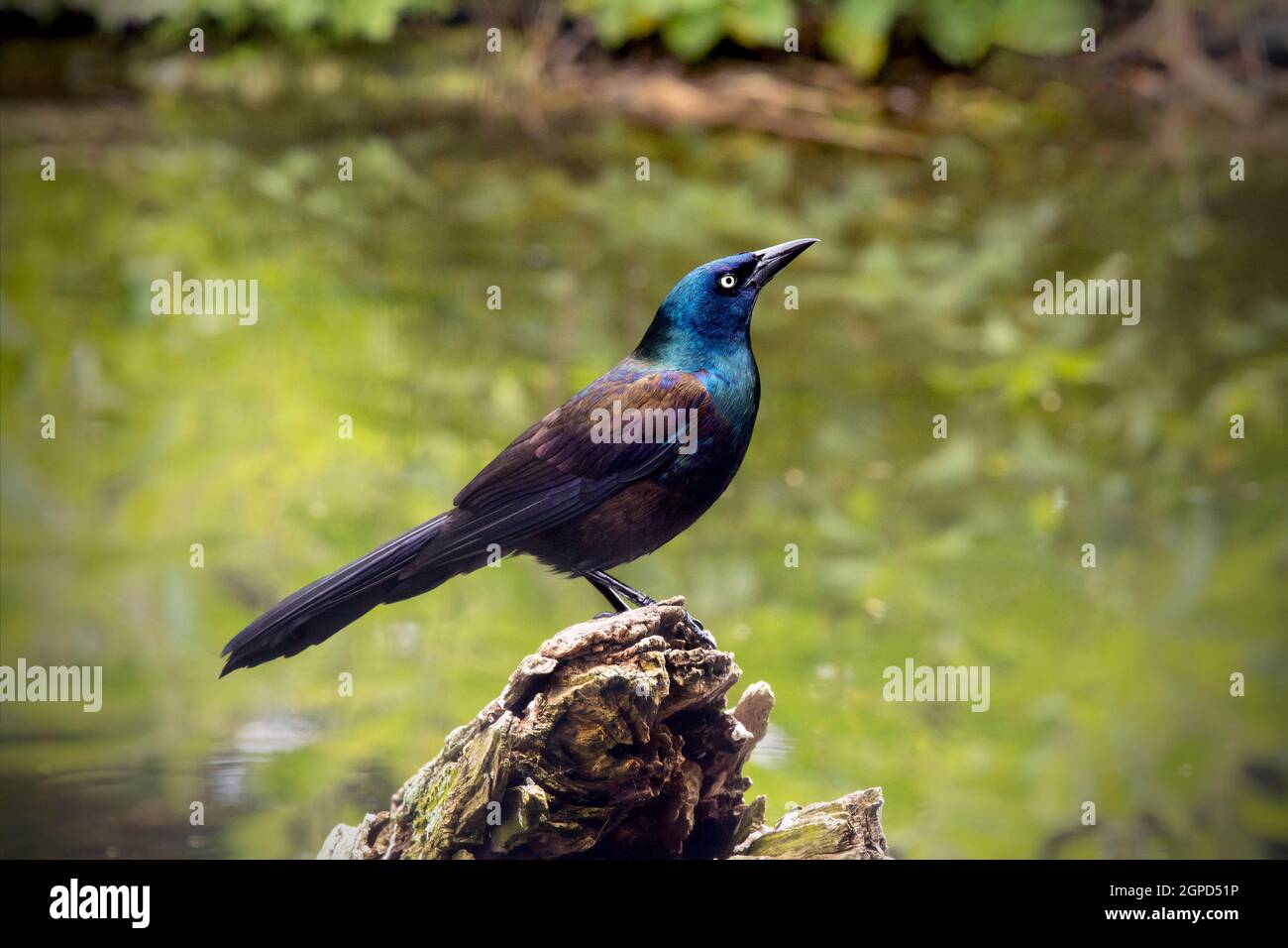 Ein gewöhnlicher Grackel (Quisalus Quiscula) steht auf einem umgestürzten Baum. Stockfoto