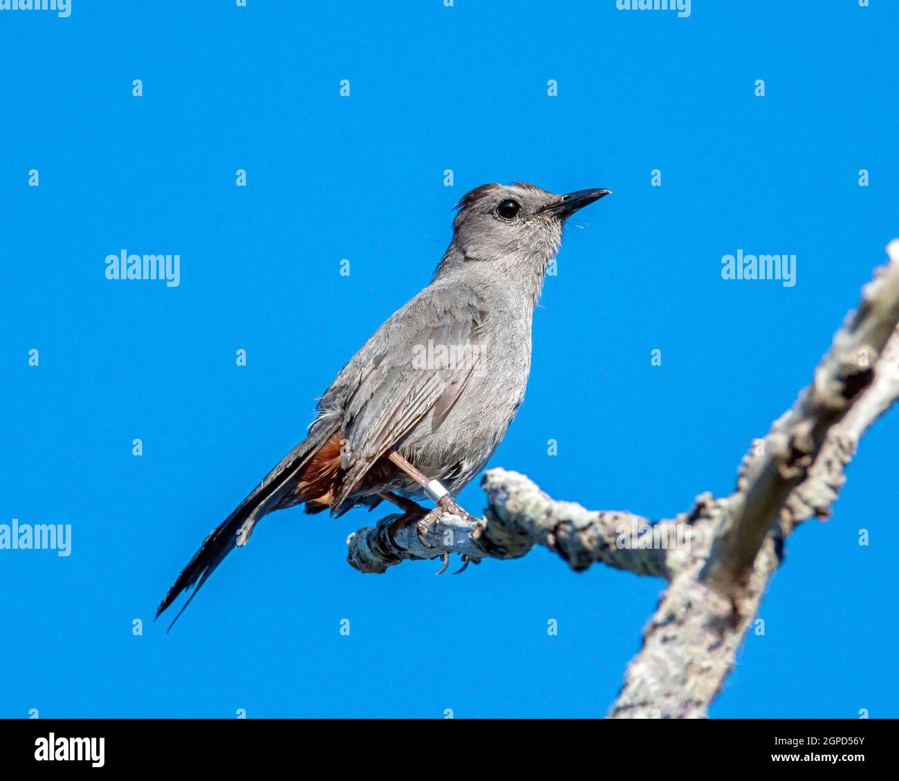 Ein Grauer Catbird (Dumetella carolinensis) thronte am frühen Morgen. Stockfoto