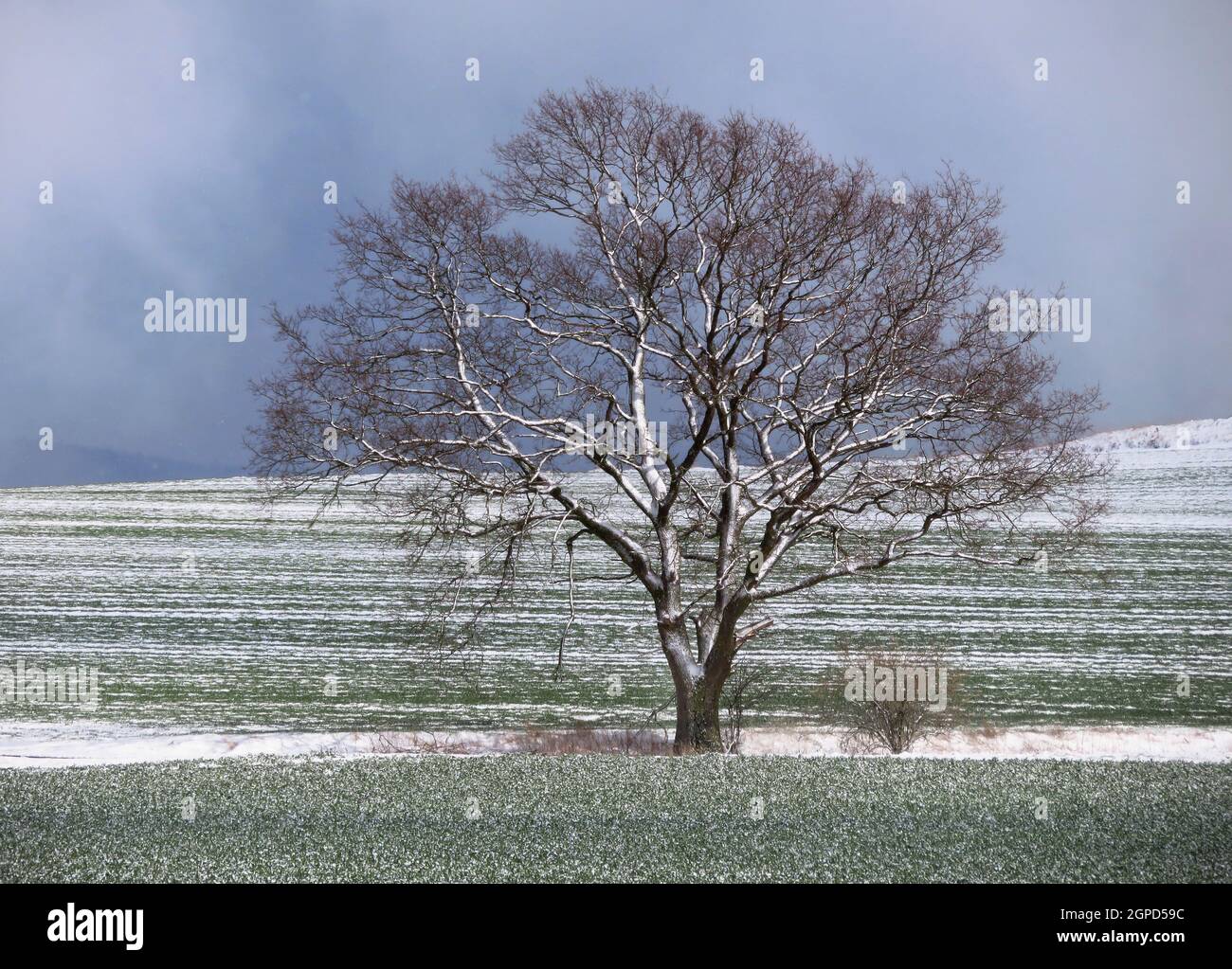 Kahle Eiche im Schnee Stockfoto
