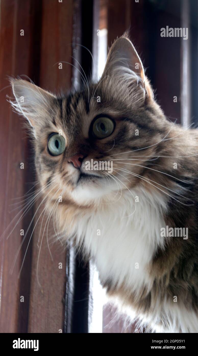 Eine Katze namens Krim beobachtet genau, was auf der Straße passiert. Stockfoto