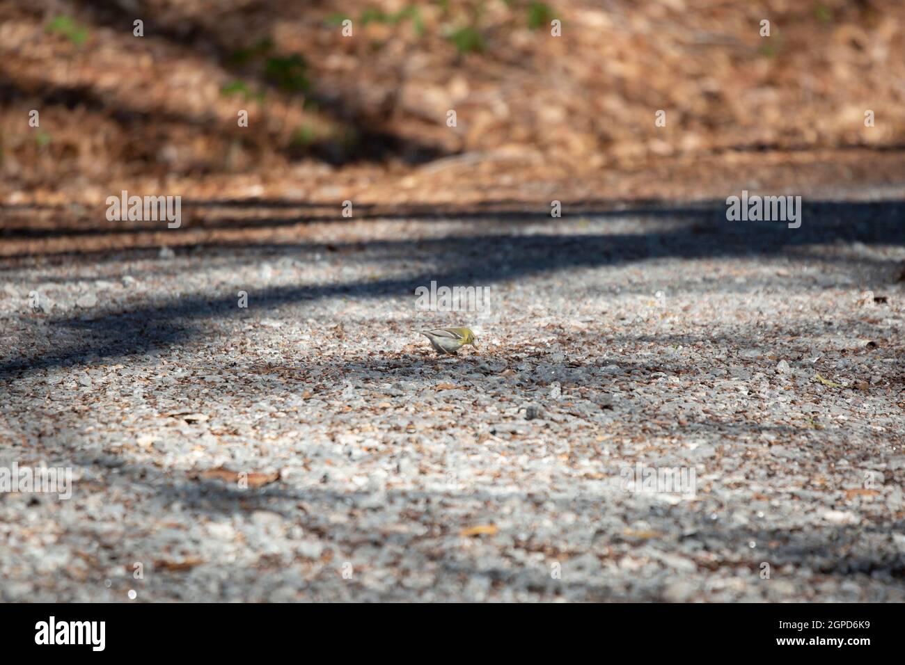 Waldsänger (Setophaga pinus) auf einer Schotterstraße Stockfoto