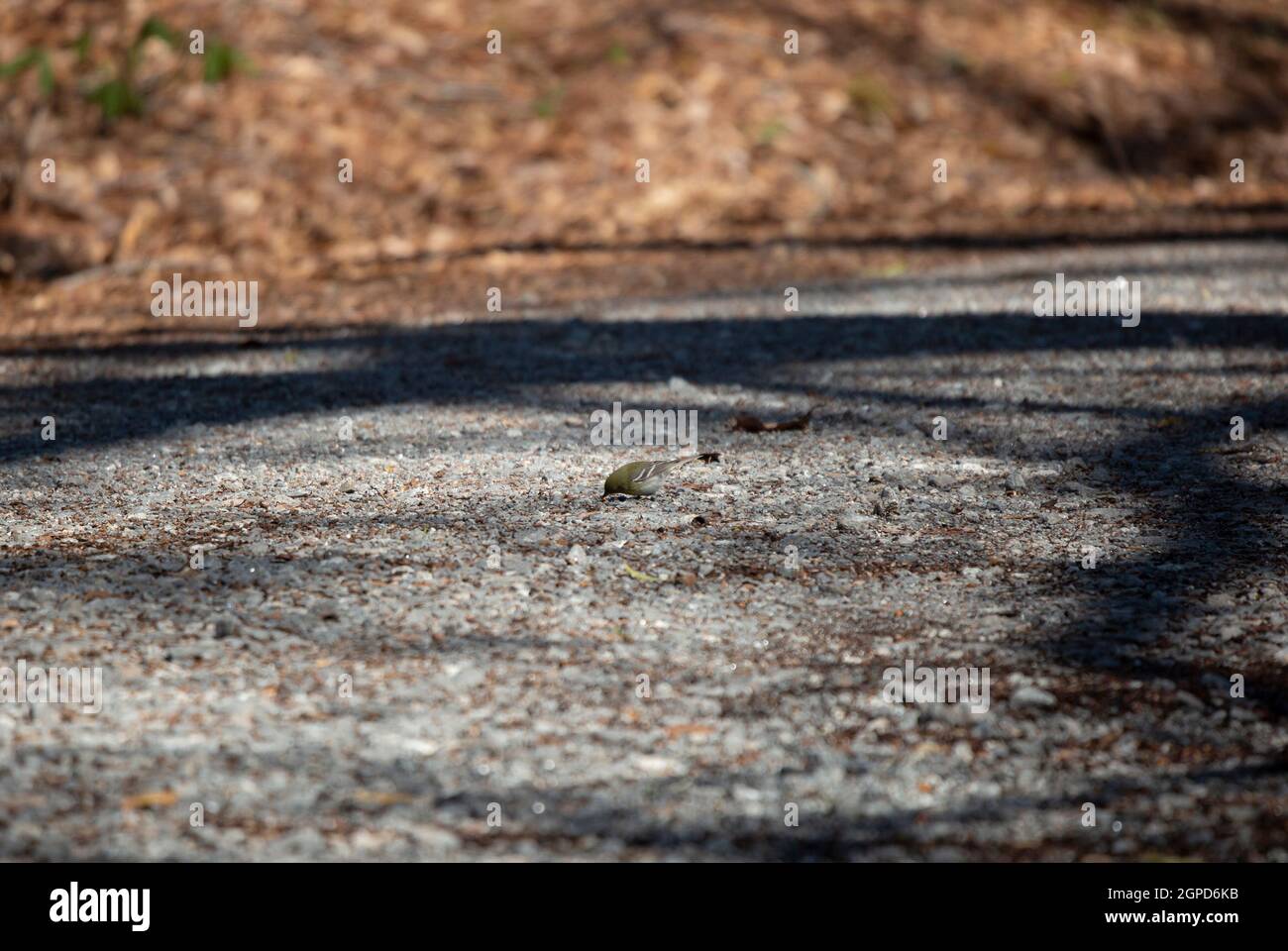 Zwergwaldsänger (Setophaga pinus) auf einer Schotterstraße Stockfoto