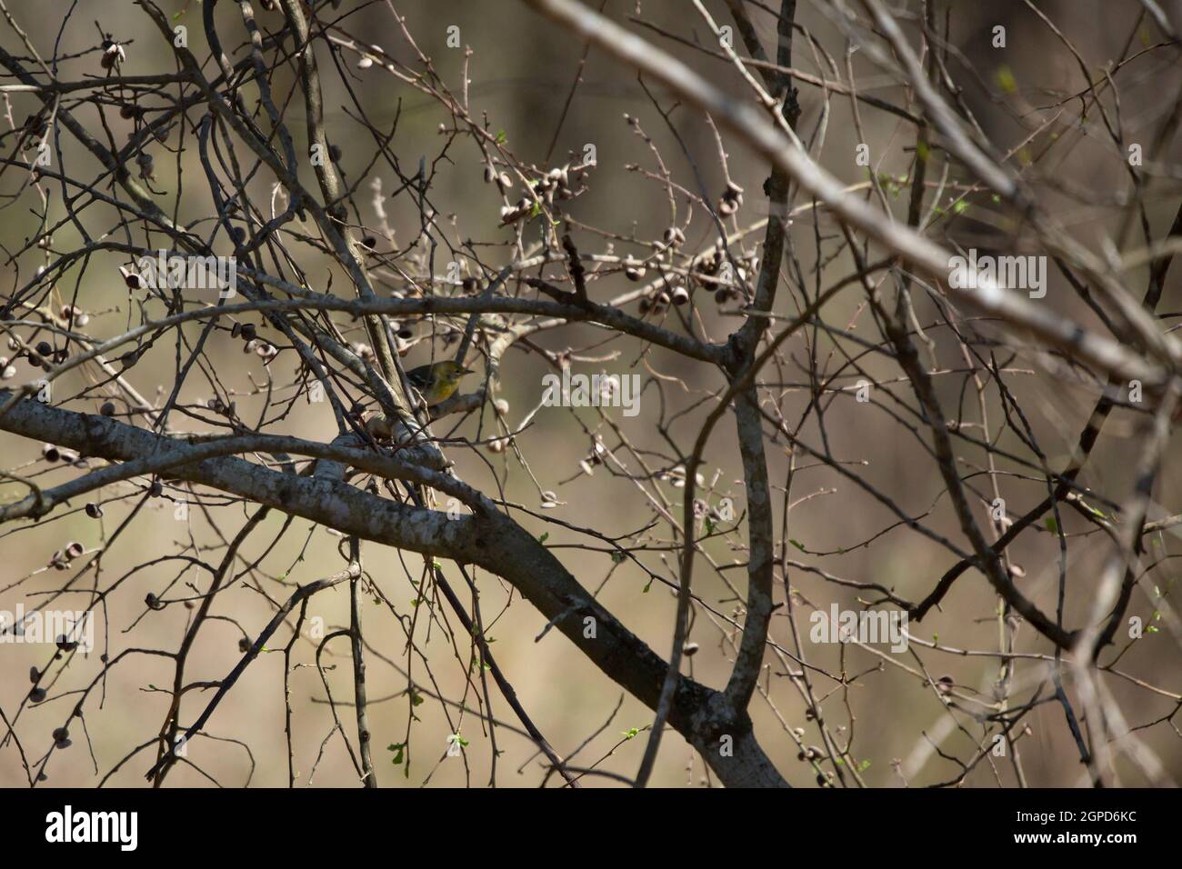 Weiblicher Kiefernwarber (Setophaga pinus), der in einem Baum thront Stockfoto