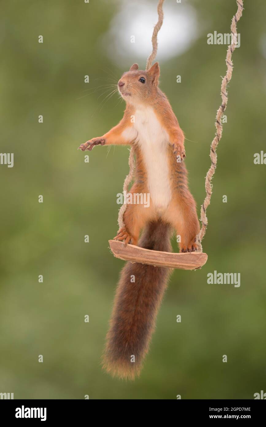 Eichhörnchen auf einer Schaukel Stockfotografie - Alamy