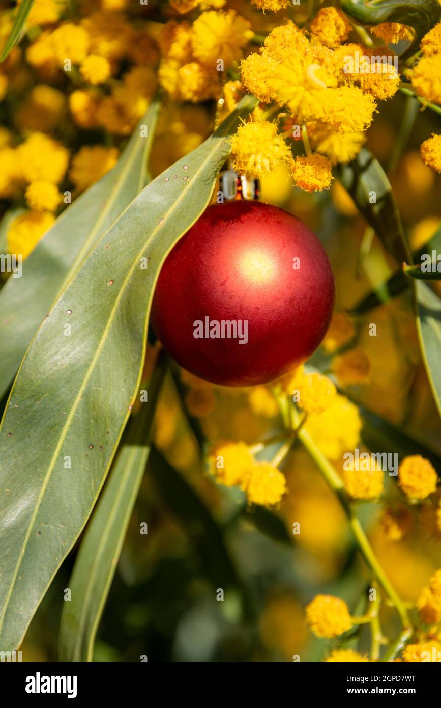 Eine australische weihnachten mit einer roten weihnachtskugel in einem goldenen, vertikalen Format Stockfoto
