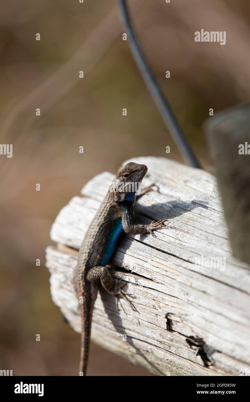 Große männliche östliche Zauneidechse (Sceloporus consobrinus) Auf einem Holzpfosten Stockfoto