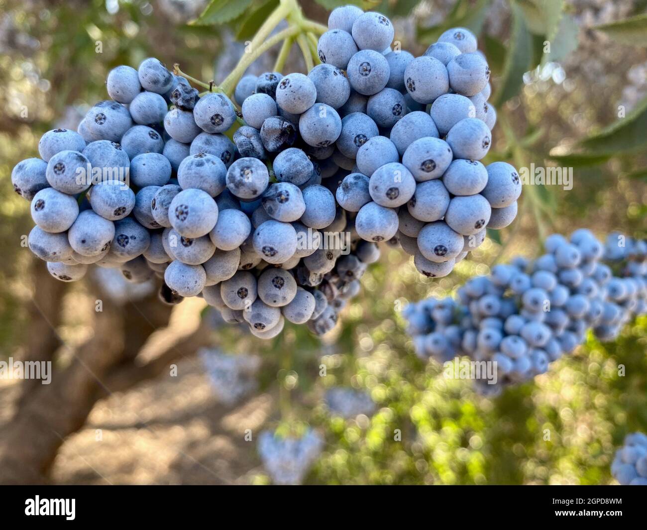 Essbares Blau - Lila Beeren auf einheimischen Strauch bekannt als die mexikanische Holunder oder Heidelbeere, Sambucus Mexicana Tapiro, Western United States Stockfoto