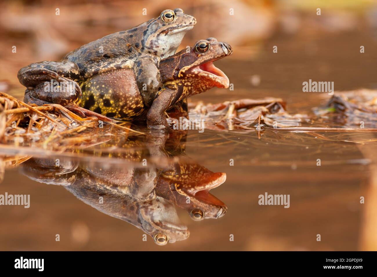 Zwei gemeinsame Frosch Paarung in Teich im Frühling Natur . Amphibienpaar,  das sich im Sumpf mit Reflexion auf der Wasseroberfläche reproduziert.  Wildtiere copulatin Stockfotografie - Alamy