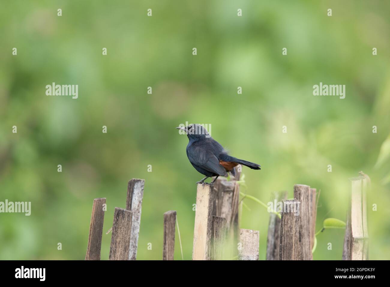 Wildtiere, Vögel, Säugetiere, Insekten, Kunst, Architektur, Makro, Landschaft Stockfoto