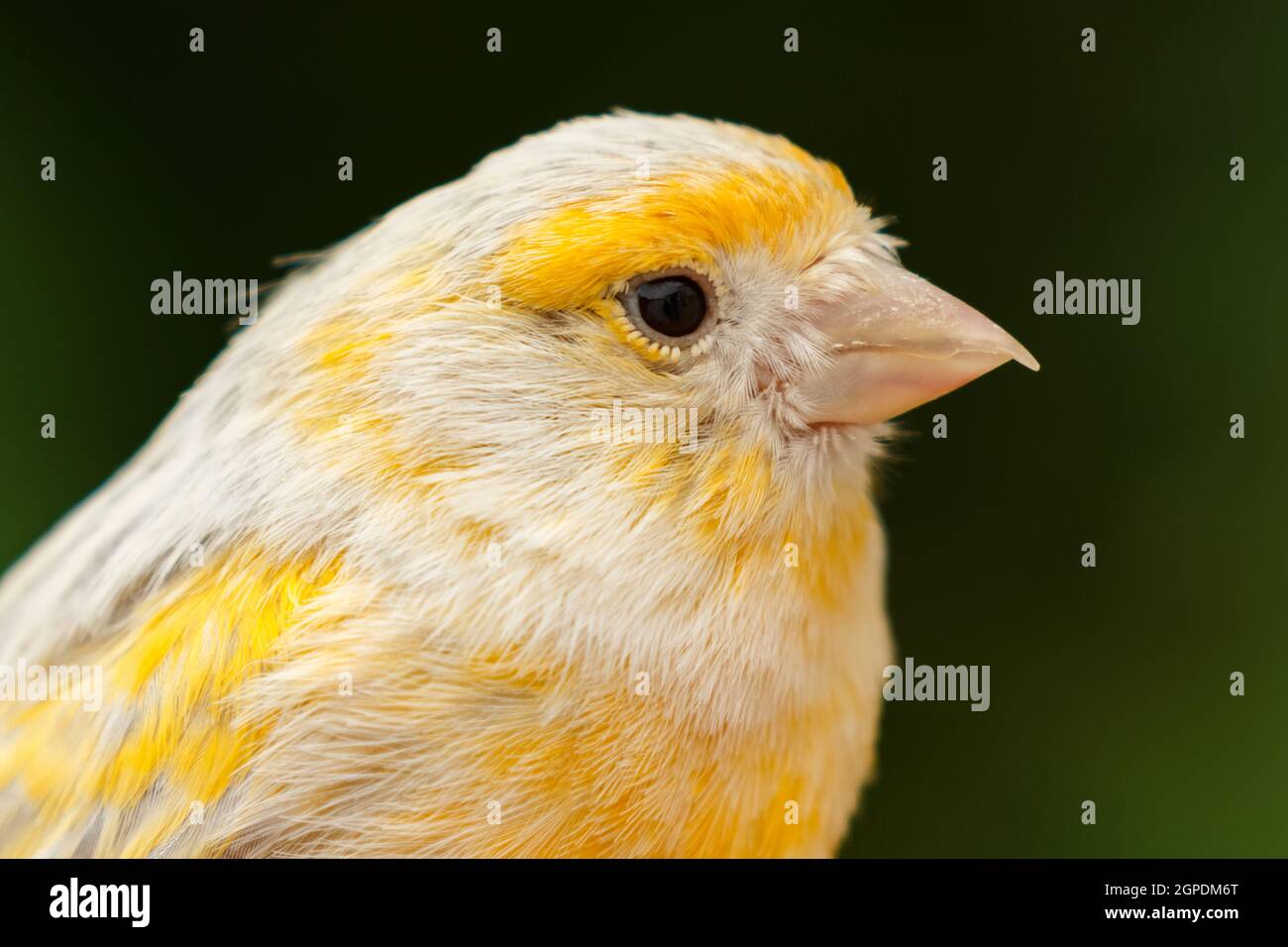 Schöne gelbe Kanarische mit ein schönes Gefieder Stockfoto