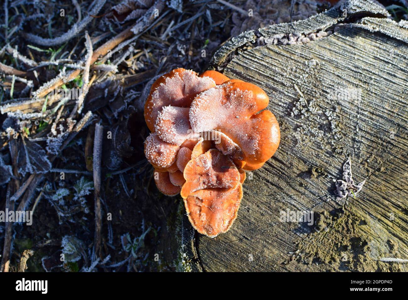 Orange die Pilze auf ein Stub. Neues Leben auf abgestorbenem Holz. Stockfoto