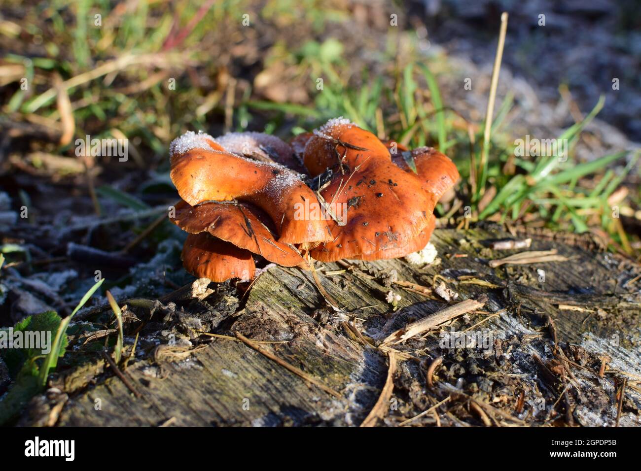 Orange die Pilze auf ein Stub. Neues Leben auf abgestorbenem Holz. Stockfoto