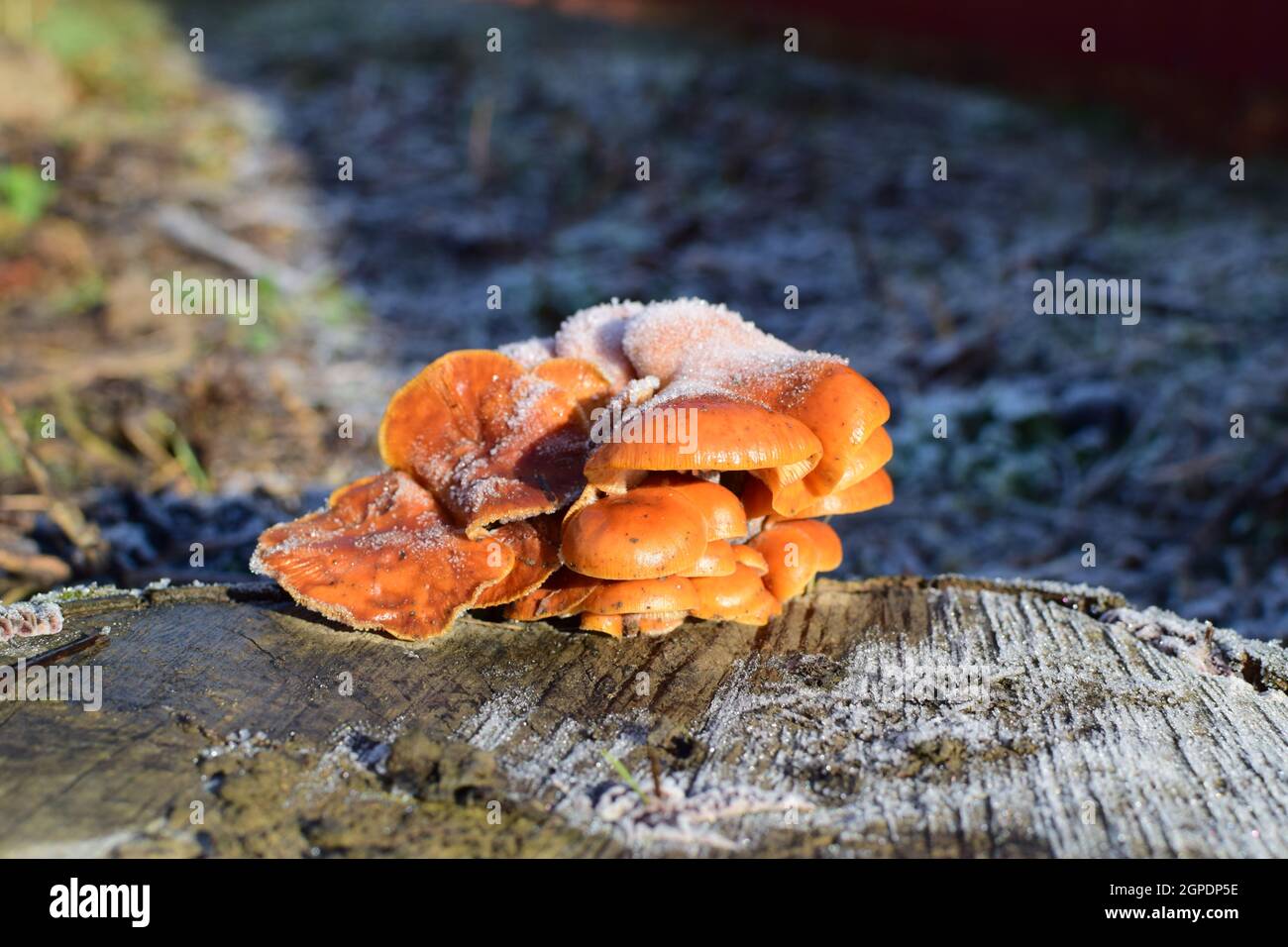 Orange die Pilze auf ein Stub. Neues Leben auf abgestorbenem Holz. Stockfoto