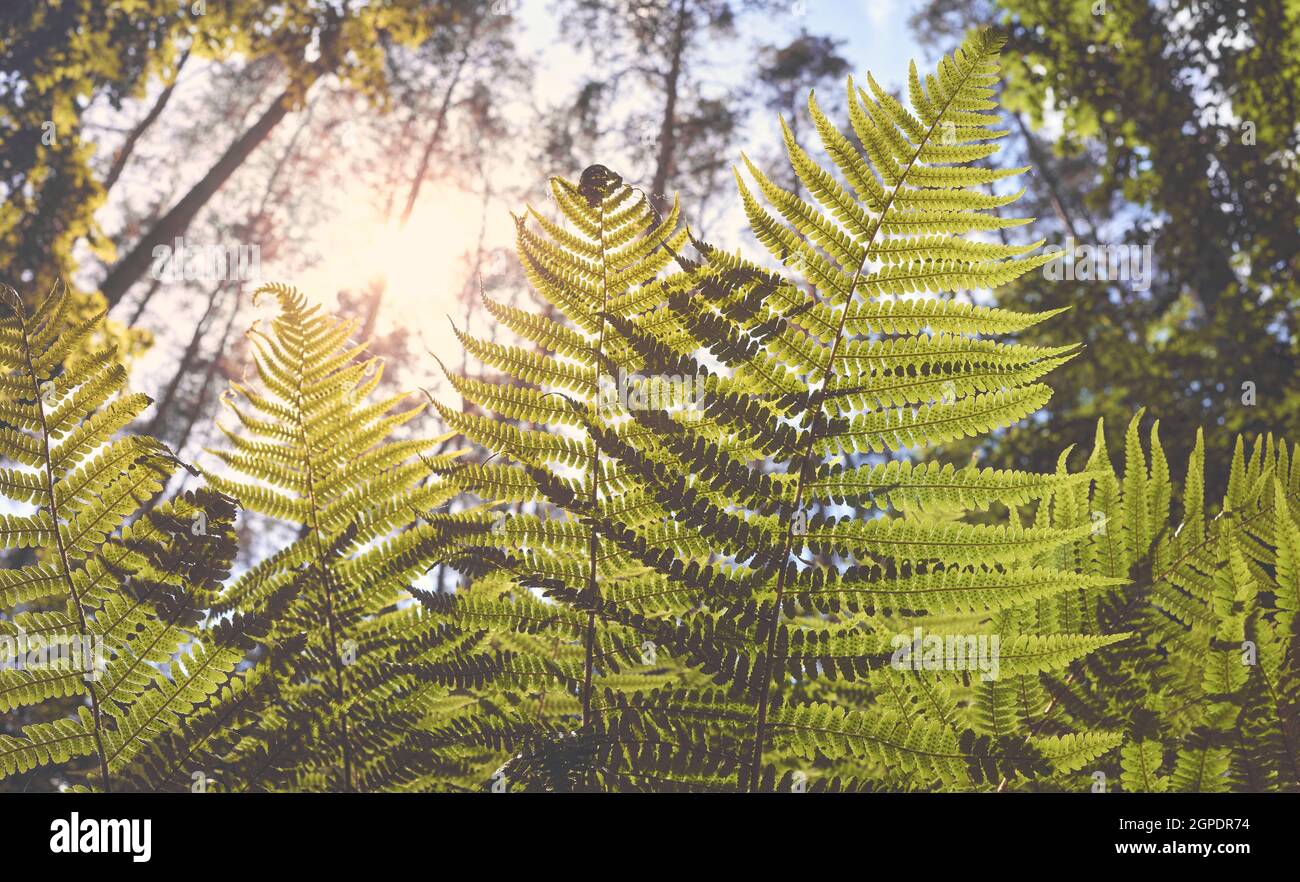 Nahaufnahme des Farns gegen die Sonne, selektiver Fokus. Stockfoto