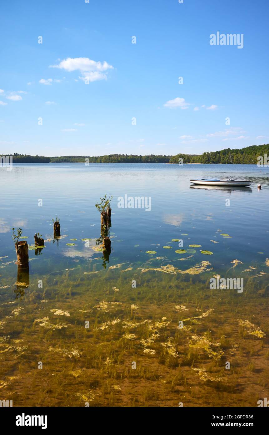 Stilles Wasser des Lipie-Sees im Sommer, Strzelce Krajenskie, Polen. Stockfoto