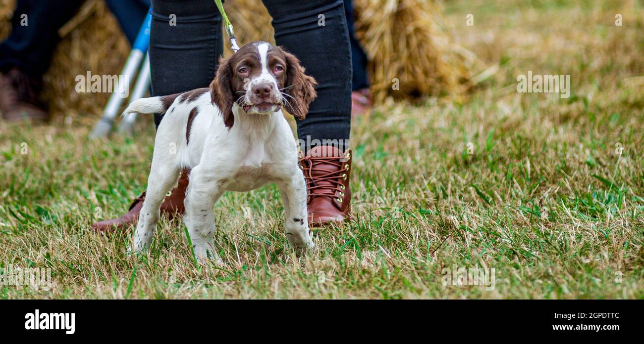 Portrait eines englischen Springer Spaniel Welpen mit verschwommenem Hintergrund Stockfoto
